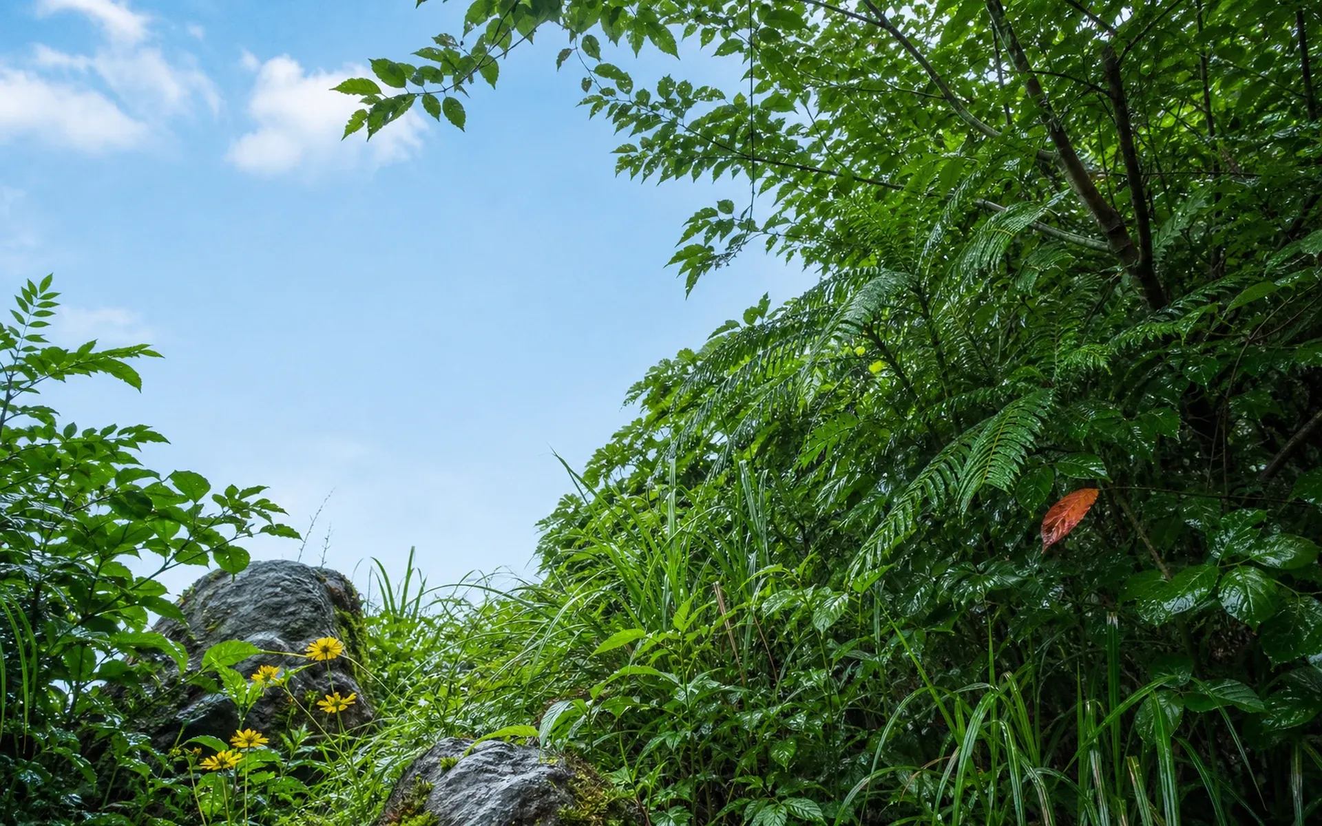 雨后清亮的绿色花园