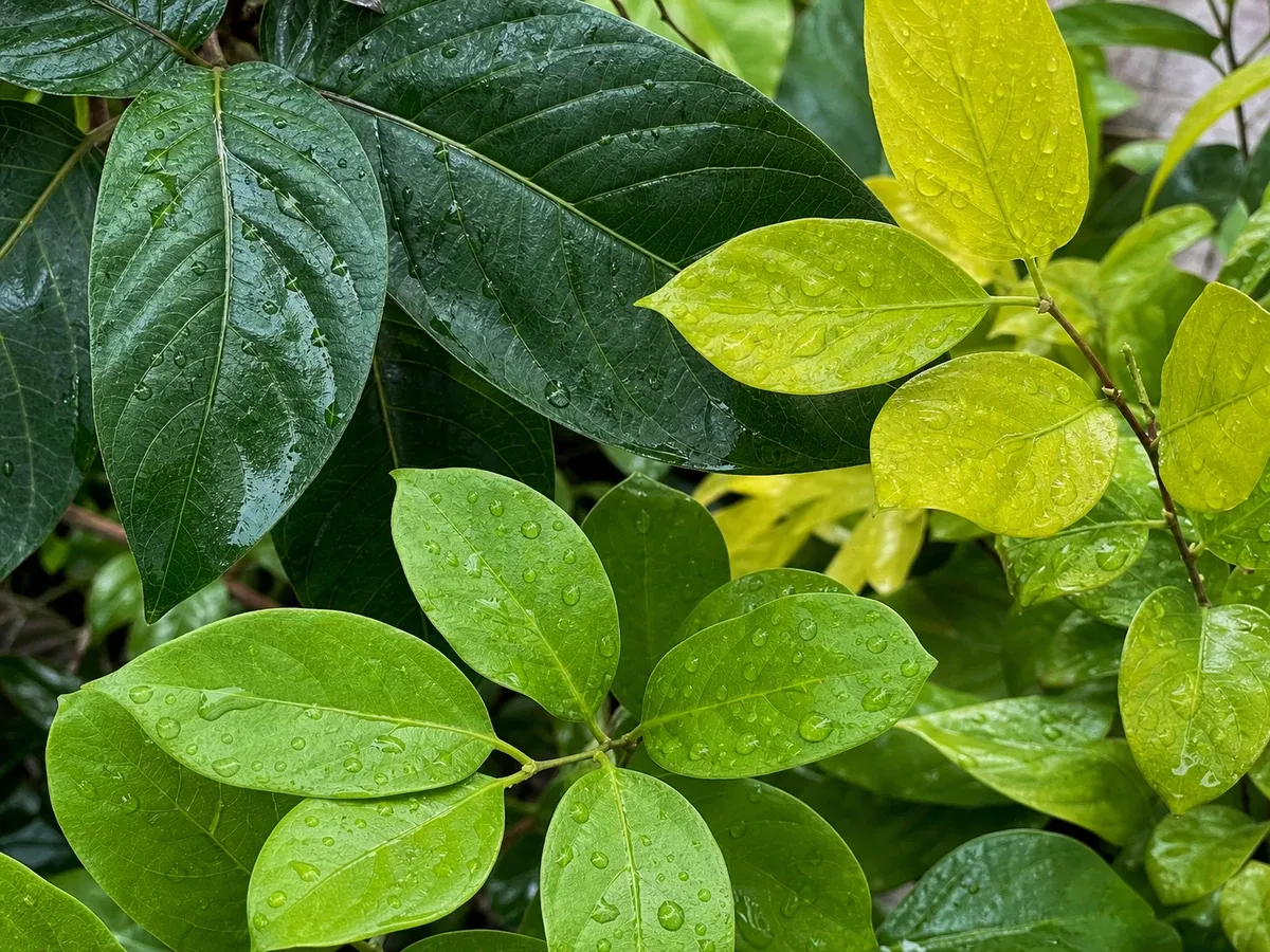 三种带有雨滴的绿色叶片